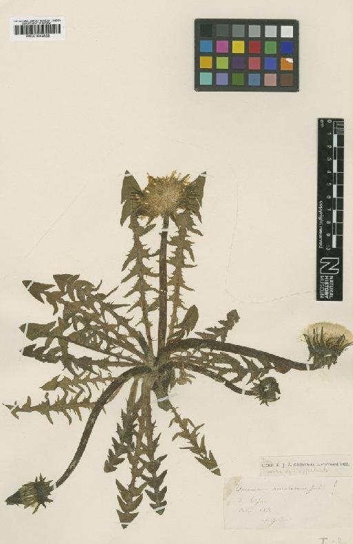 Taraxacum maculatum Jord - BM001043523