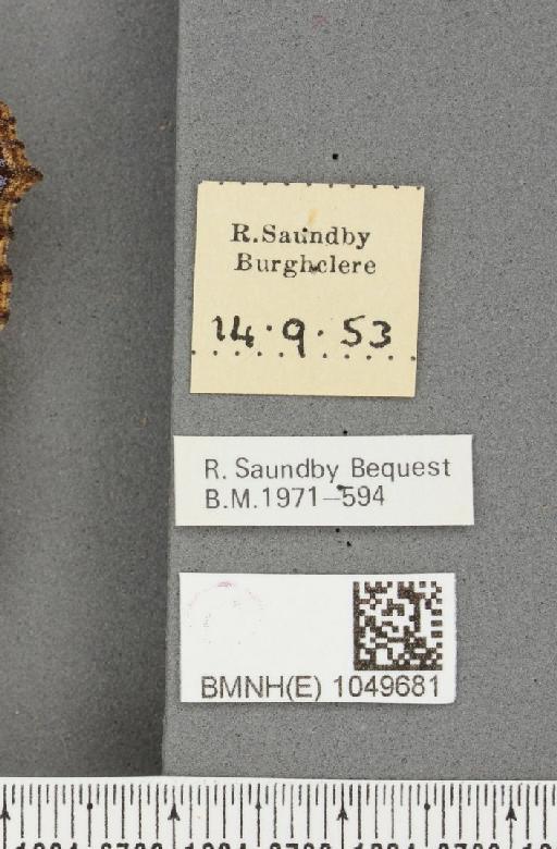 Aglais urticae ab. lucida Fritsch, 1913 - BMNHE_1049681_label_45175