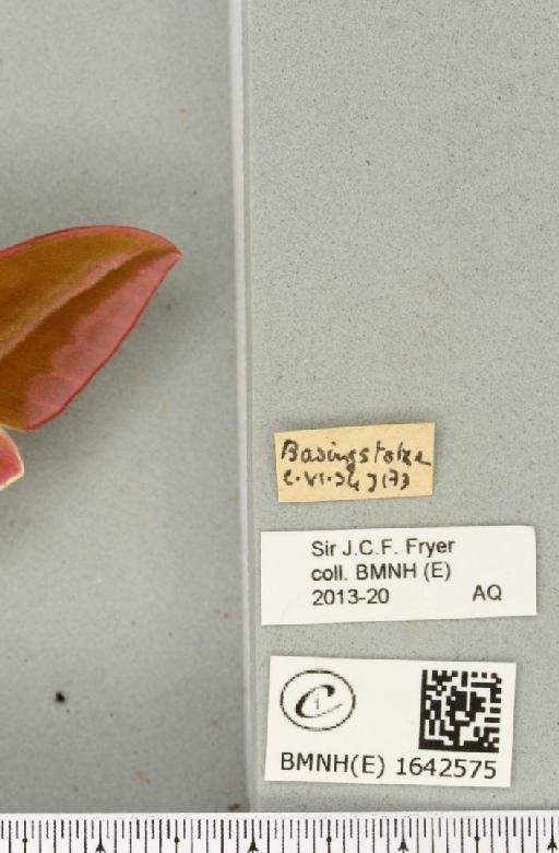 Deilephila elpenor (Linnaeus, 1758) - BMNHE_1642575_label_241142