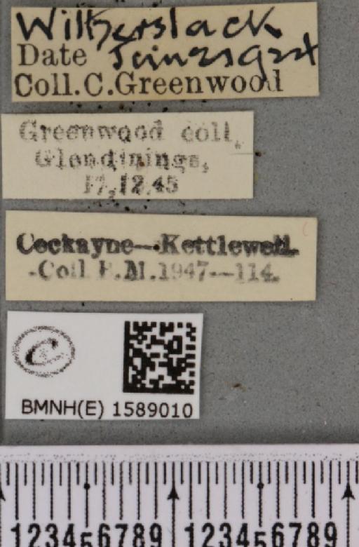 Scopula ternata Schrank, 1802 - BMNHE_1589010_label_270652