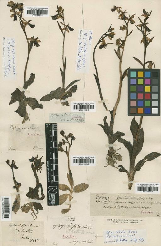 Ophrys bertolonii Moretti - BM001066549