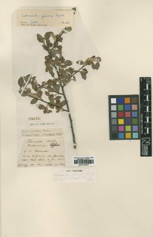 Cotoneaster persicus Pojark - BM000885083