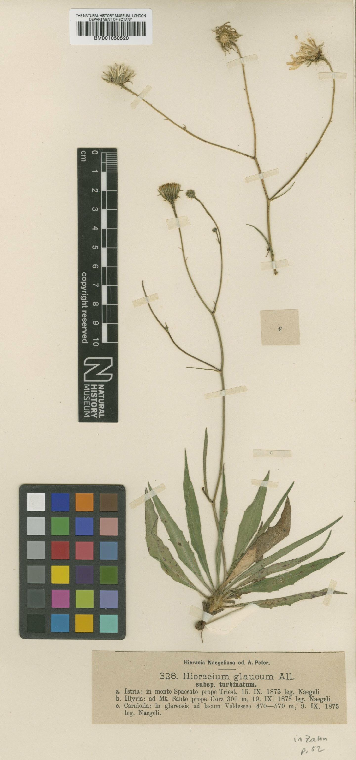 To NHMUK collection (Hieracium glaucum subsp. turbinatum Nägeli & Peter; TYPE; NHMUK:ecatalogue:2395439)