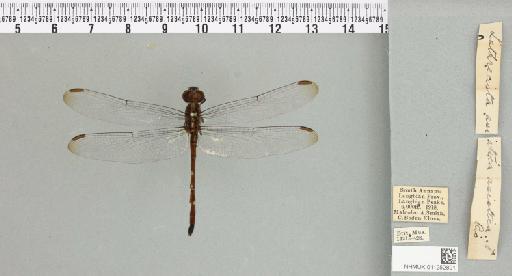 Lathrecista asiatica (Fabricius, 1798) - 011252891_93019_1255057_2