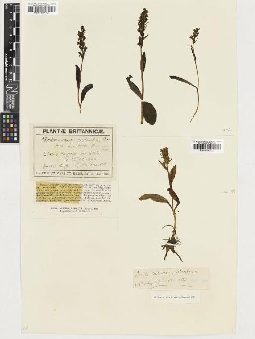 Coeloglossum viride (L.) Hartm. - BM001003038