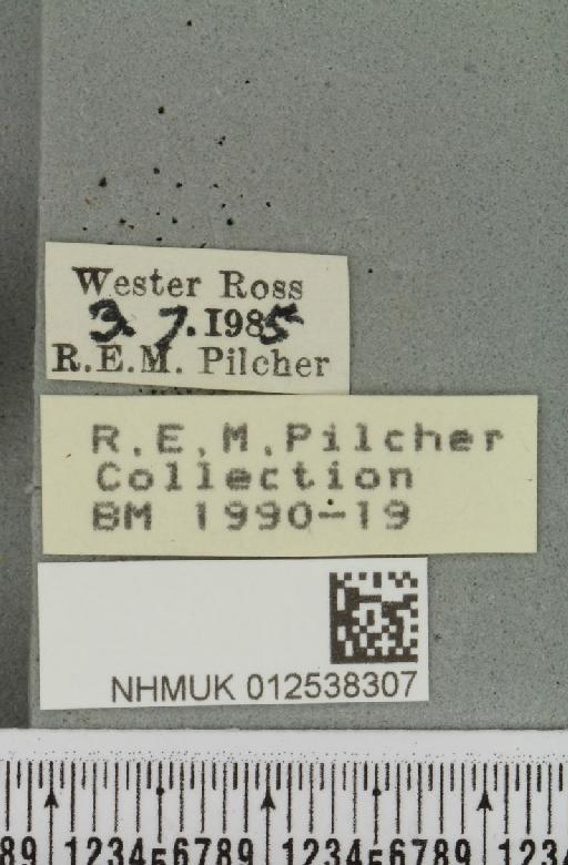 Mniotype adusta (Esper, 1790) - NHMUK_012538307_label_647393