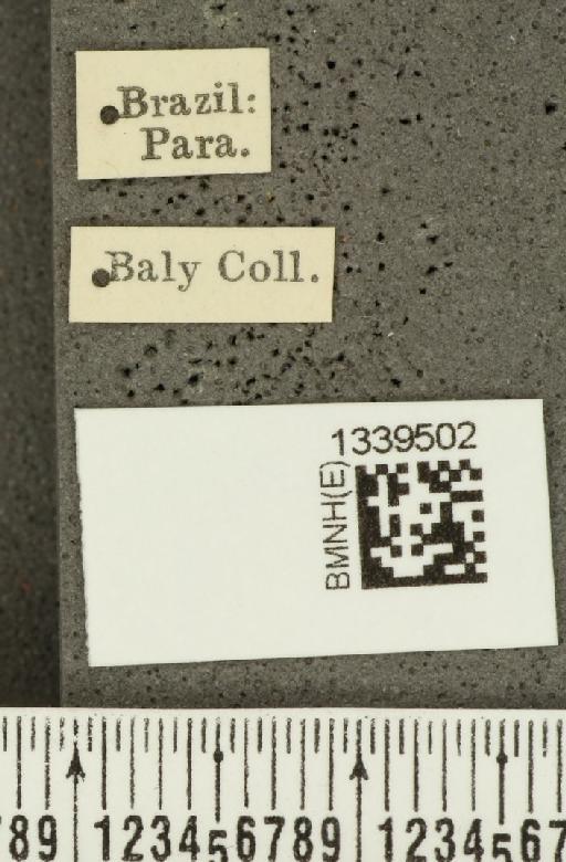 Acalymma bivittulum amazonum Bechyné, 1958 - BMNHE_1339502_label_20519