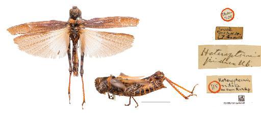 Heteropternis vittata Kirby, 1902 - 7; 9D; 286a; Orthoptera; Main Collection; Dry; South Kensington; Darwin Centre 2; DC2.7.22
