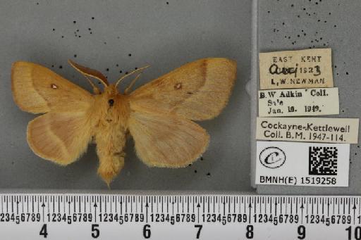 Lasiocampa trifolii flava Chalmers-Hunt, 1962 - BMNHE_1519258_192625