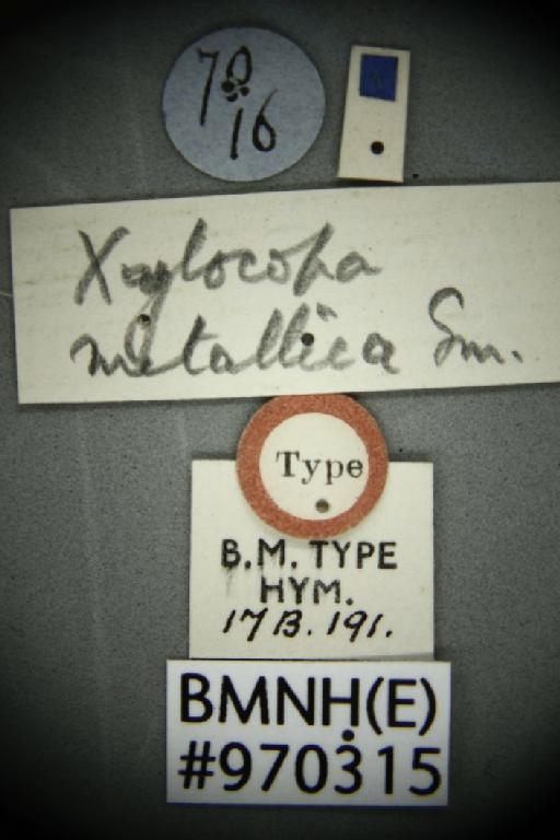 Xylocopa metallica Smith, F., 1874 - Xylocopa metallica BMNH(E)970315 type female labels 2
