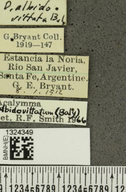 Acalymma albidovittatum (Baly, 1889) - BMNHE_1324349_label_20783