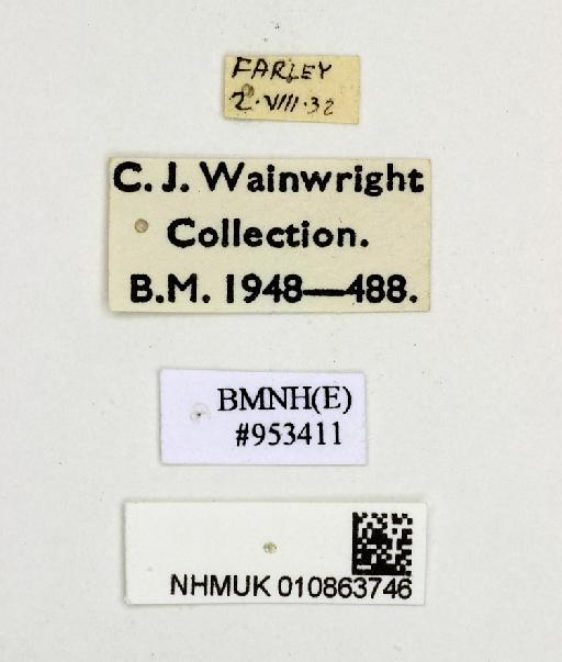 Bellardia Robineau-Desvoidy, 1863 - 010863746-Bellardia-labels