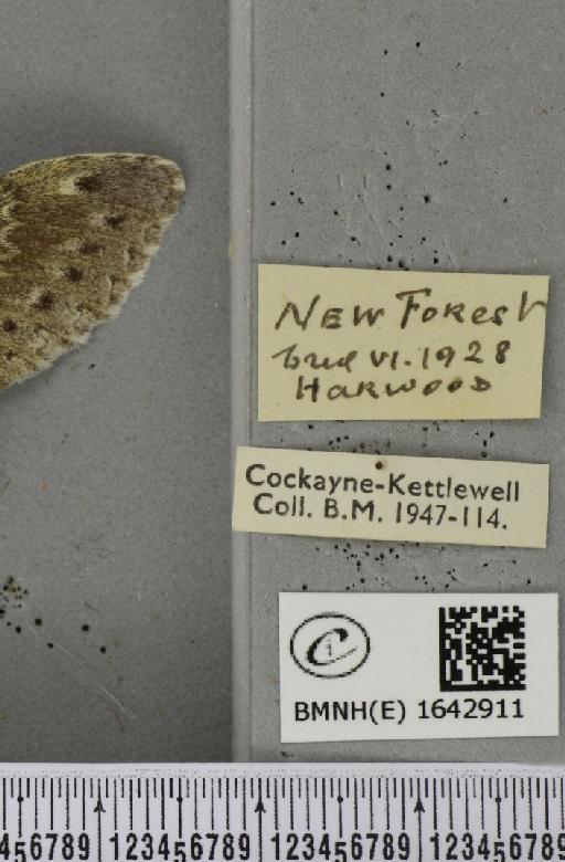 Stauropus fagi fagi (Linnaeus, 1758) - BMNHE_1642911_label_242487