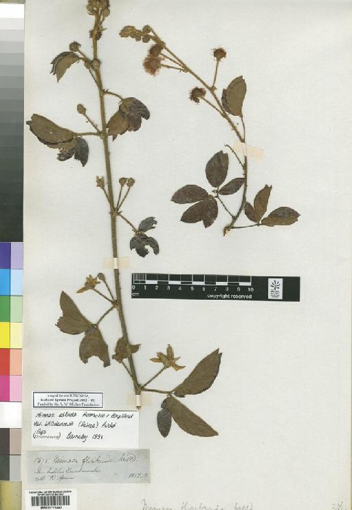 Mimosa floribunda Willd. - Spruce - BM000778442