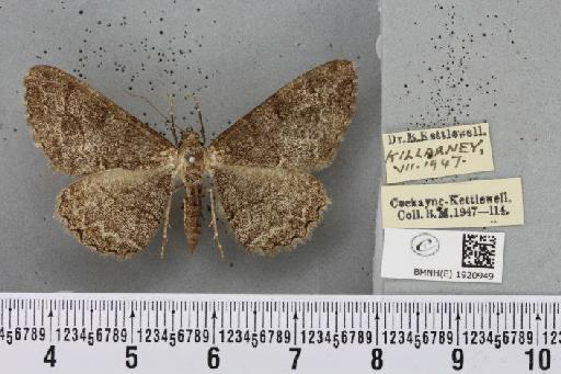 Alcis repandata repandata (Linnaeus, 1758) - BMNHE_1920949_476737