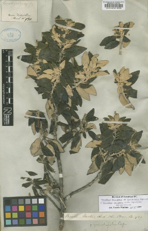Trembleya laniflora Cogn. - BM000516949