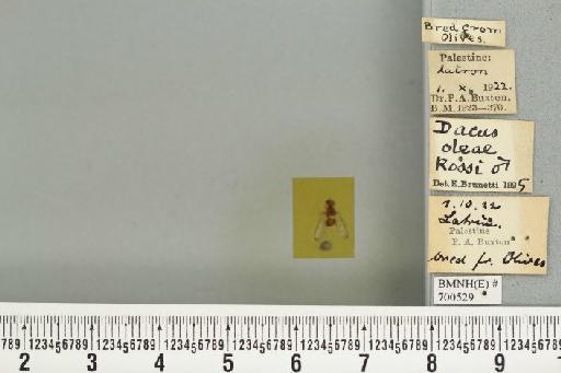 Bactrocera (Daculus) oleae (Rossi, P., 1790) - BMNHE_700529_34558