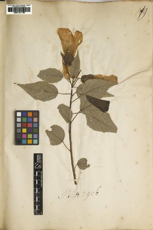 Hibiscus moscheutos L. - BM001047160