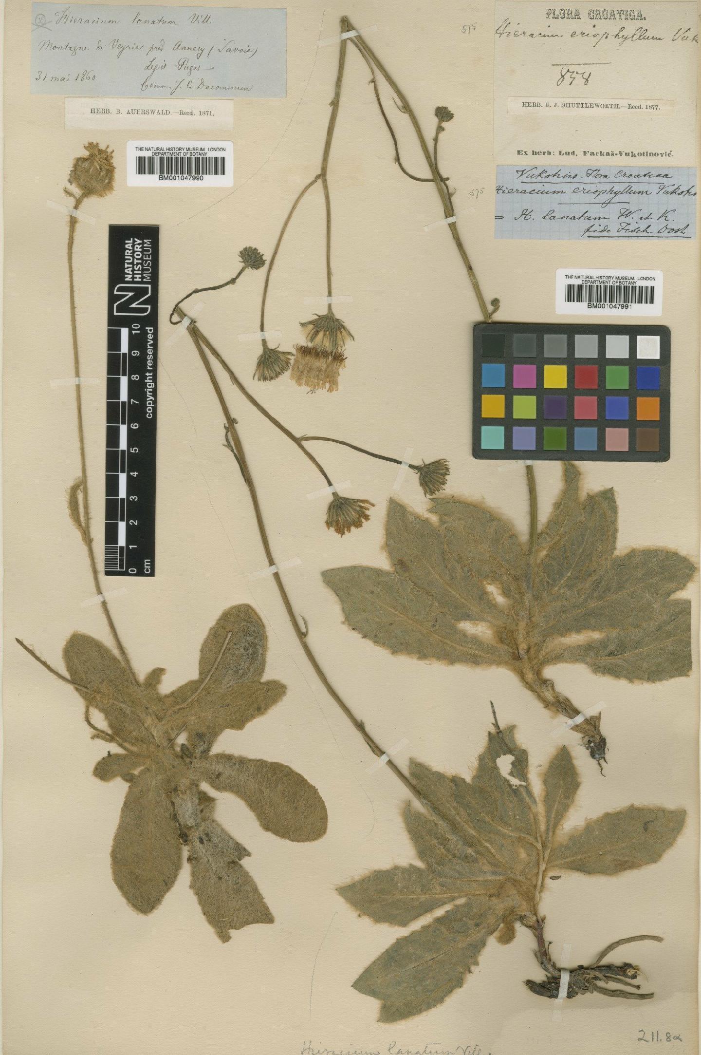 To NHMUK collection (Hieracium waldsteinii Tausch; Type; NHMUK:ecatalogue:2820496)