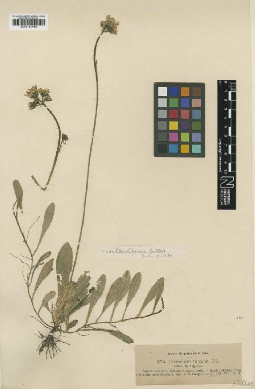 Hieracium blyttianum subsp. cochleatiforme Dahlst. - BM001047451