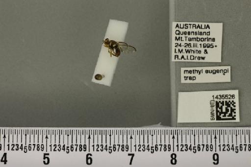 Bactrocera (Bactrocera) cacuminata (Hering, 1941) - BMNHE_1435526_28537