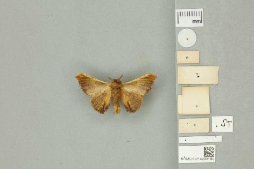 Carthara lividia Druce, 1887 - 014200188 Carthara lividia Druce, 1887 _Syntype _Ventral_with_labels