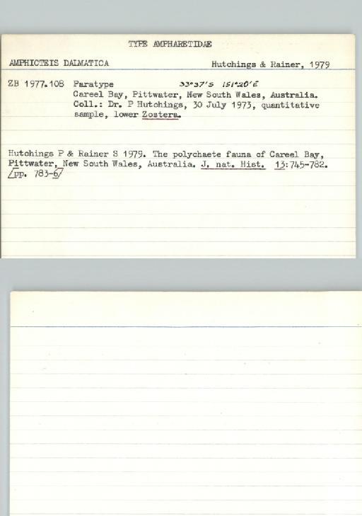 Amphicteis dalmatica Hutchings and Rainer,  1979 - Poychaeta_Type_0036-combined