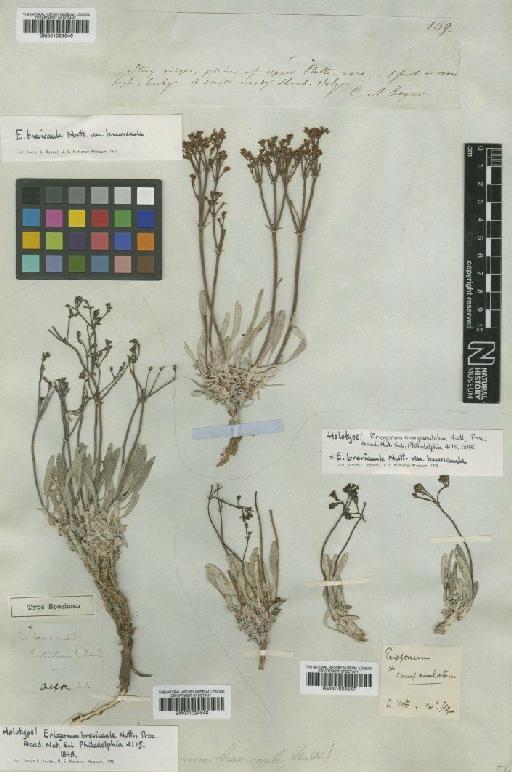 Eriogonum brevicaule var. brevicaule Nutt. - BM001024546