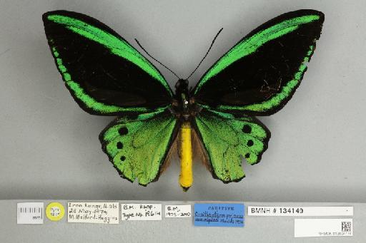 Ornithoptera priamus macalpinei Moulds, 1974 - 013604174__