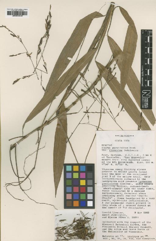 Pharus parvifolius subsp. elongatus Judz. - BM000938462