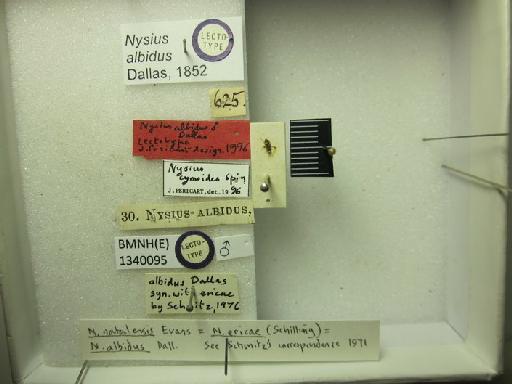 Nysius albidus Dallas, 1852 - Nysius albidus-BMNH(E)1340095-Lectotype male dorsal & labels 1