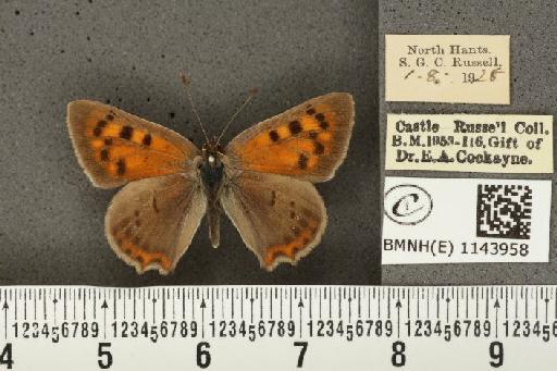 Lycaena phlaeas eleus ab. partimauroradiata Leeds, 1938 - BMNHE_1143958_108940