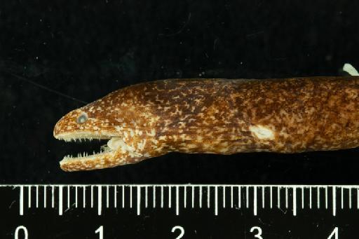 Gymnomuraena macrocephalus Bleeker, 1865 - BMNH 1867.11.28.335, HOLOTYPE, Gymnomuraena macrocephalus, head