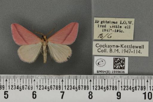 Rhodometra sacraria ab. rosea Oberthür, 1896 - BMNHE_1599606_300420