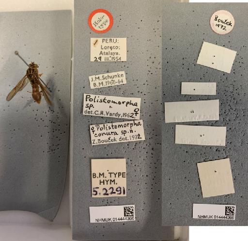 Polistomorpha conura Boucek, 1974 - 014444366_Polistomorpha_conura_HT-F-5.2291_labels