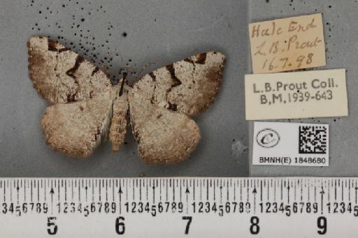 Macaria wauaria ab. lineata Lempke, 1952 - BMNHE_1848680_422124