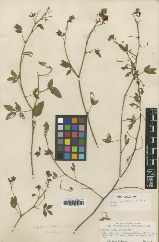 Chamaecrista punctulata (Hook. & Arn.) H.S.Irwin & Barneby - BM000952124
