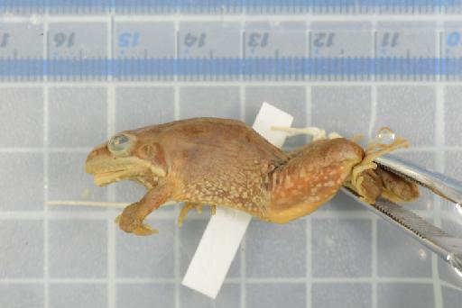 Ptychadena cooperi - 1947.2.1.16_Image004