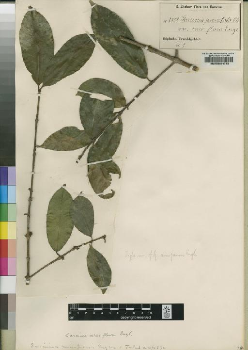 Garcinia epunctata Stapf - BM000611788