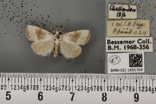 Meganola albula (Denis & Schiffermüller, 1775) - BMNHE_1691769_291289