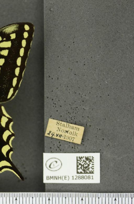 Papilio machaon britannicus Seitz, 1907 - BMNHE_1288081_label_126858