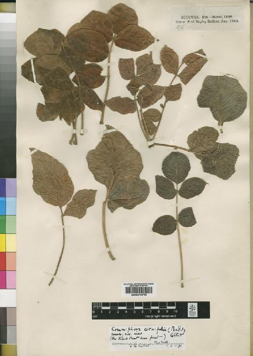 Commiphora ornifolia (Balff) Gillett - BM000798759