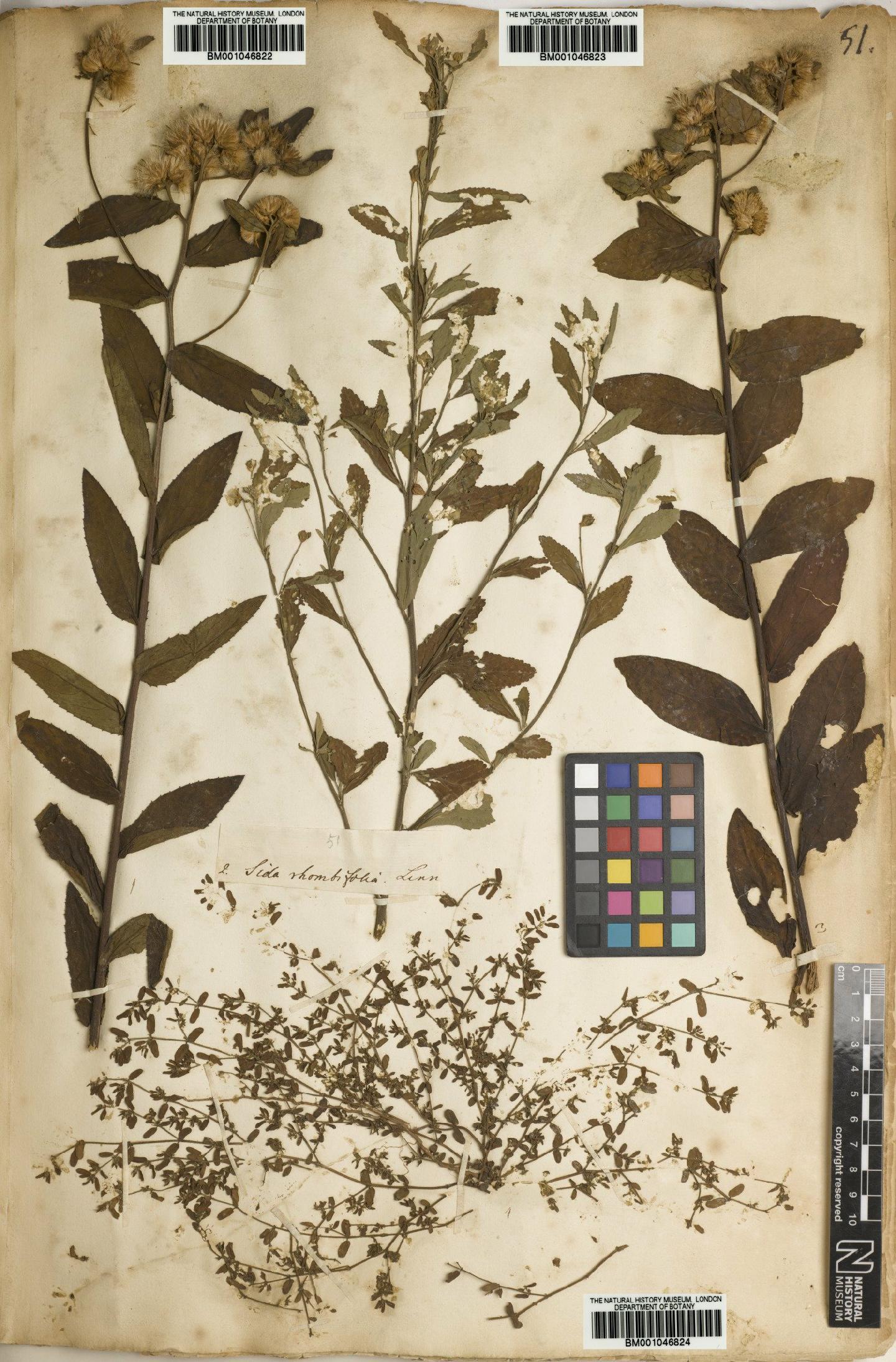 To NHMUK collection (Chamaesyce Gray; NHMUK:ecatalogue:2733526)