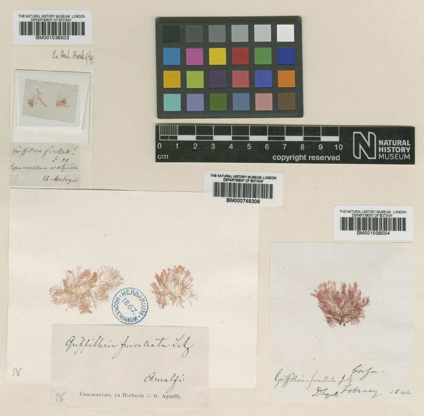 To NHMUK collection (Anotrichium furcellatum (J.Agardh) Baldock; NHMUK:ecatalogue:619346)