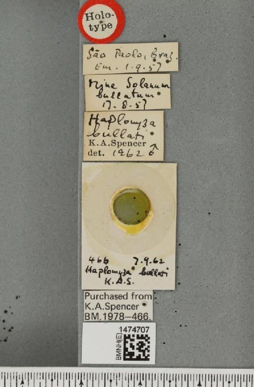 Haplopeodes bullati (Spencer, 1963) - BMNHE_1474707_label_60663