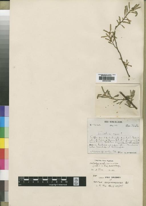 Kotschya aeschynomenoides (Welw. ex Baker) Dewit & P.A.Duvign. - BM000842686