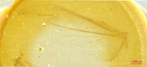 Lepturinae Latreille, 1802 - 010131248___4
