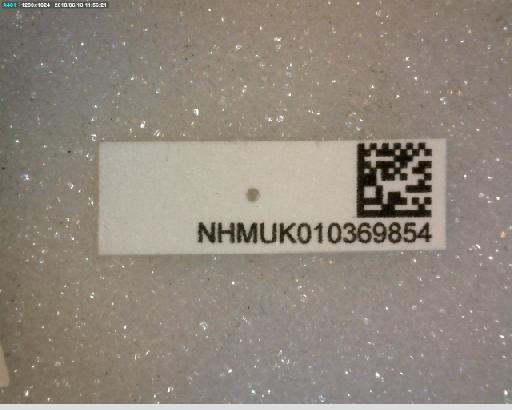 Dideoides pellucidipennis (Coe, 1964) - Dideoides pellucidipennis HT barcode