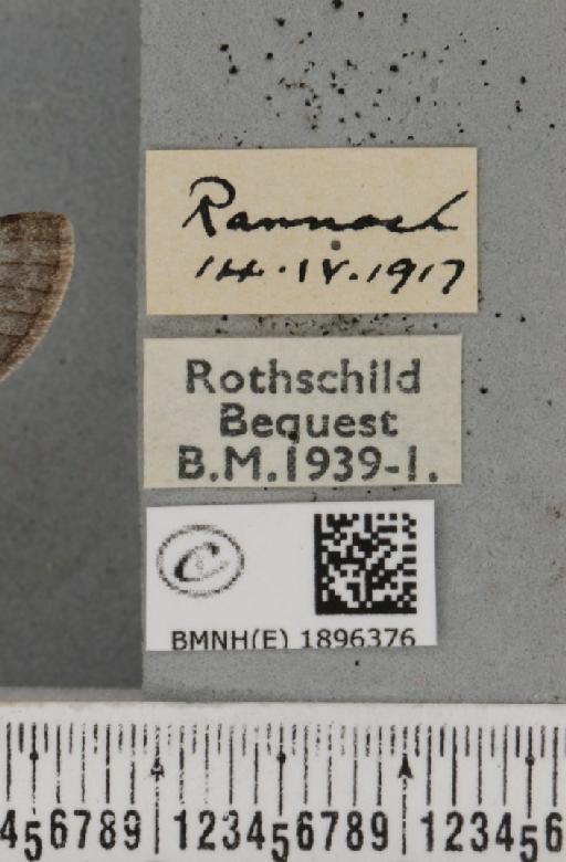 Lycia lapponaria scotica (Harrison, 1916) - BMNHE_1896376_label_459299
