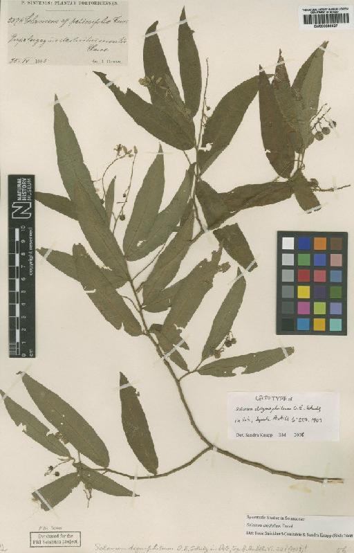 Solanum ensifolium Dunal - BM000886627